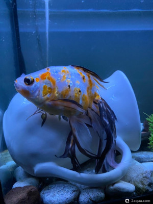 Спасённая рыбка