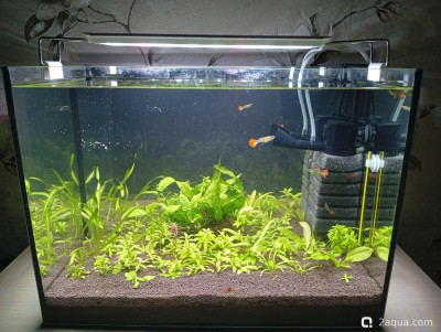 Второй в жизни аквариум 30 литров (Ленчик)