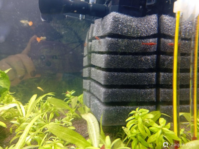 Второй в жизни аквариум 30 литров (Ленчик)