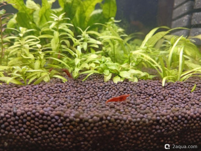 Второй в жизни аквариум 30 литров (Ленчик)