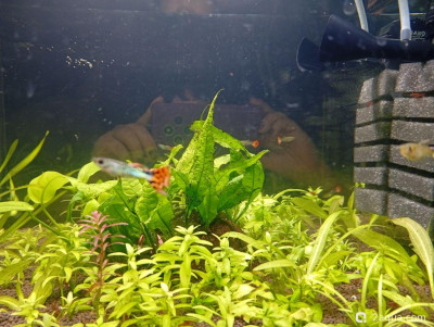 Второй в жизни аквариум 30 литров (Ленчик)