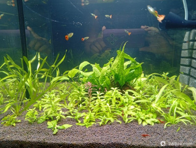 Второй в жизни аквариум 30 литров (Ленчик)