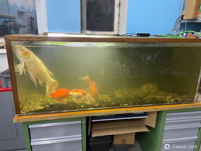 Помогите спасти рыбину