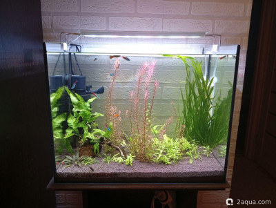 Третий, экспериментальный аквариум на 60 литров (Ленчик)