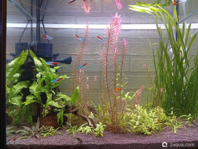 Третий, экспериментальный аквариум на 60 литров (Ленчик)