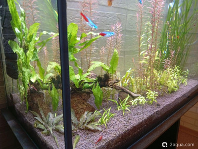 Третий, экспериментальный аквариум на 60 литров (Ленчик)