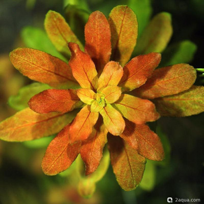 Людвигия сферокарпа (Ludwigia sphaerocarpa)