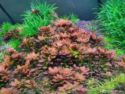 Людвигия сферокарпа (Ludwigia sphaerocarpa)