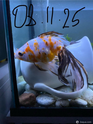 Фото Красные пятна (photo#156773)