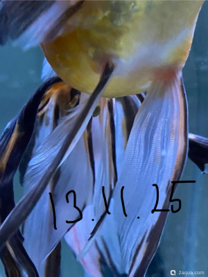 Фото Красные пятна (photo#156774)