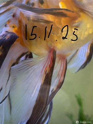 Фото Красные пятна (photo#156775)