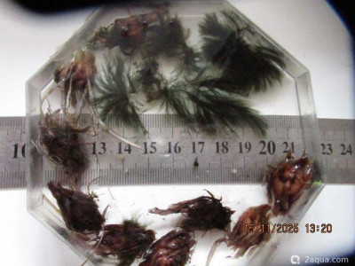 Фото Аквариум ОМУТик Тригон 190 литров Сергей СН  (photo#156780)