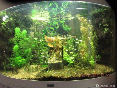 Фото Аквариум ОМУТик Тригон 190 литров Сергей СН  (photo#156781)