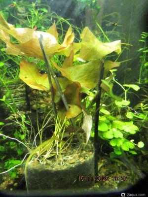 Фото Аквариум ОМУТик Тригон 190 литров Сергей СН  (photo#156782)