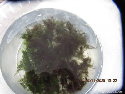 Фото Аквариум ОМУТик Тригон 190 литров Сергей СН  (photo#156783)