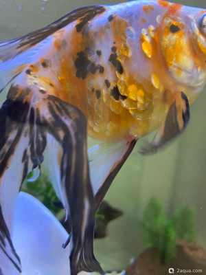 Фото Красные пятна (photo#156789)