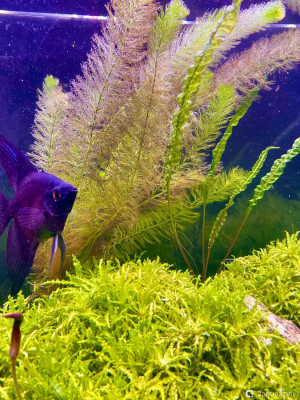 Фото Почему покраснел перистолистник (photo#156796)