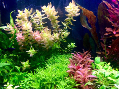 Фото Почему покраснел перистолистник (photo#156797)