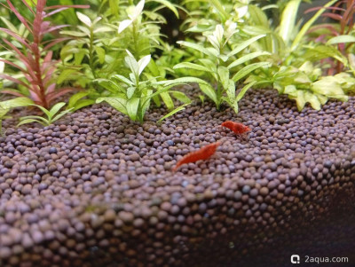 Фото Второй в жизни аквариум 30 литров Ленчик  (photo#156807)