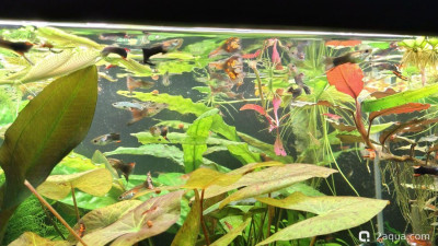 Фото Объединяем два в один, аквариум на 150 литров Serg34  (photo#156808)