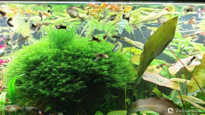 Фото Объединяем два в один, аквариум на 150 литров Serg34  (photo#156809)