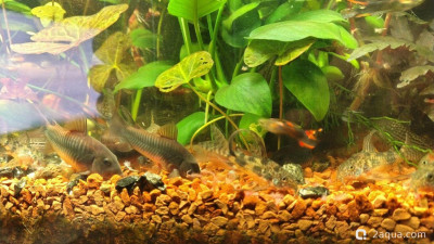 Фото Объединяем два в один, аквариум на 150 литров Serg34  (photo#156810)