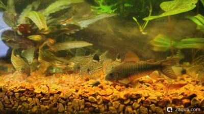 Фото Объединяем два в один, аквариум на 150 литров Serg34  (photo#156811)