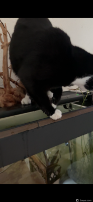 Фото Подводный Романтик. Мой аквариум Fluval Roma 120 литров Zlatka  (photo#156815)