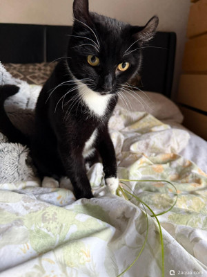 Фото Подводный Романтик. Мой аквариум Fluval Roma 120 литров Zlatka  (photo#156816)