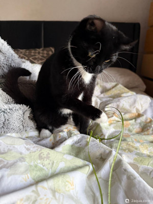 Фото Подводный Романтик. Мой аквариум Fluval Roma 120 литров Zlatka  (photo#156817)