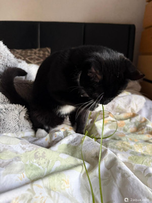 Фото Подводный Романтик. Мой аквариум Fluval Roma 120 литров Zlatka  (photo#156818)