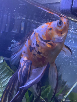 Фото Красные пятна (photo#156824)