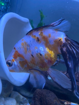 Фото Красные пятна (photo#156825)