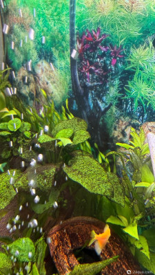 Фото 110 литров счастья, или новая банка трапеция lera.f  (photo#156828)