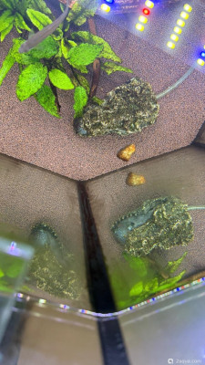 Фото 110 литров счастья, или новая банка трапеция lera.f  (photo#156830)