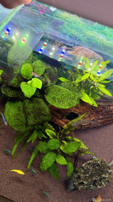 Фото 110 литров счастья, или новая банка трапеция lera.f  (photo#156831)