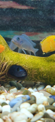 Фото Аквариум Jebo R3100 208 литров Dushman  (photo#156833)