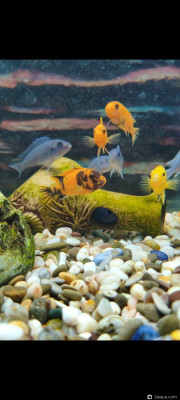 Фото Аквариум Jebo R3100 208 литров Dushman  (photo#156834)