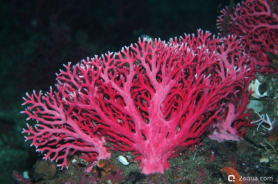Фото Kрасный филигранный коралл Errina novaezelandiae  (photo#156835)