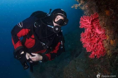 Фото Kрасный филигранный коралл Errina novaezelandiae  (photo#156836)