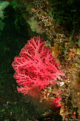 Фото Kрасный филигранный коралл Errina novaezelandiae  (photo#156837)