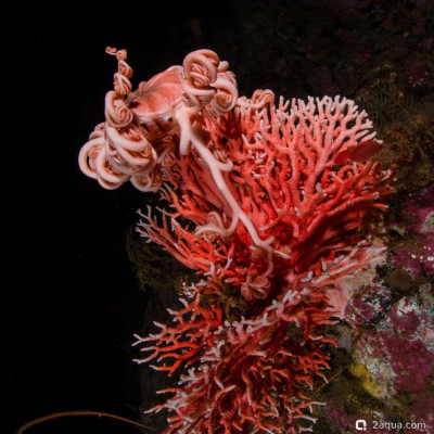 Фото Морские обитатели (photo#156838)