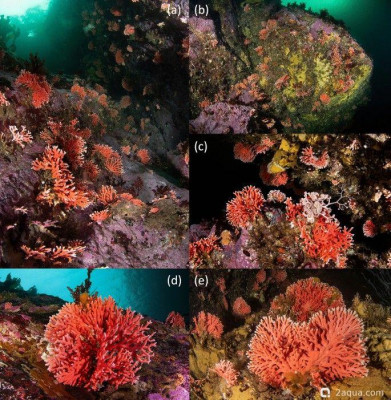 Фото Морские обитатели (photo#156839)