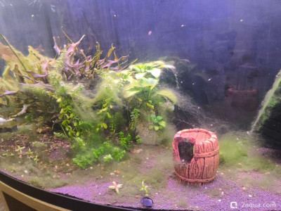 Фото Помогите убрать водоросли при перезапуске аквариума (photo#156840)