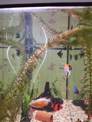 Фото Начали гибнуть растения (photo#156842)