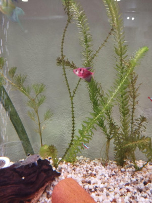 Фото Начали гибнуть растения (photo#156843)