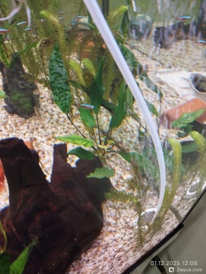 Фото Начали гибнуть растения (photo#156844)