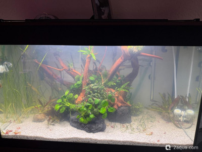 Фото Подводный Романтик. Мой аквариум Fluval Roma 120 литров Zlatka  (photo#156847)