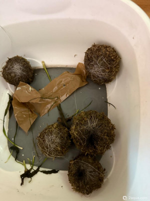 Фото Подводный Романтик. Мой аквариум Fluval Roma 120 литров Zlatka  (photo#156848)