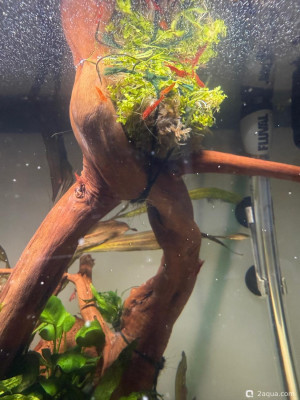 Фото Подводный Романтик. Мой аквариум Fluval Roma 120 литров Zlatka  (photo#156849)